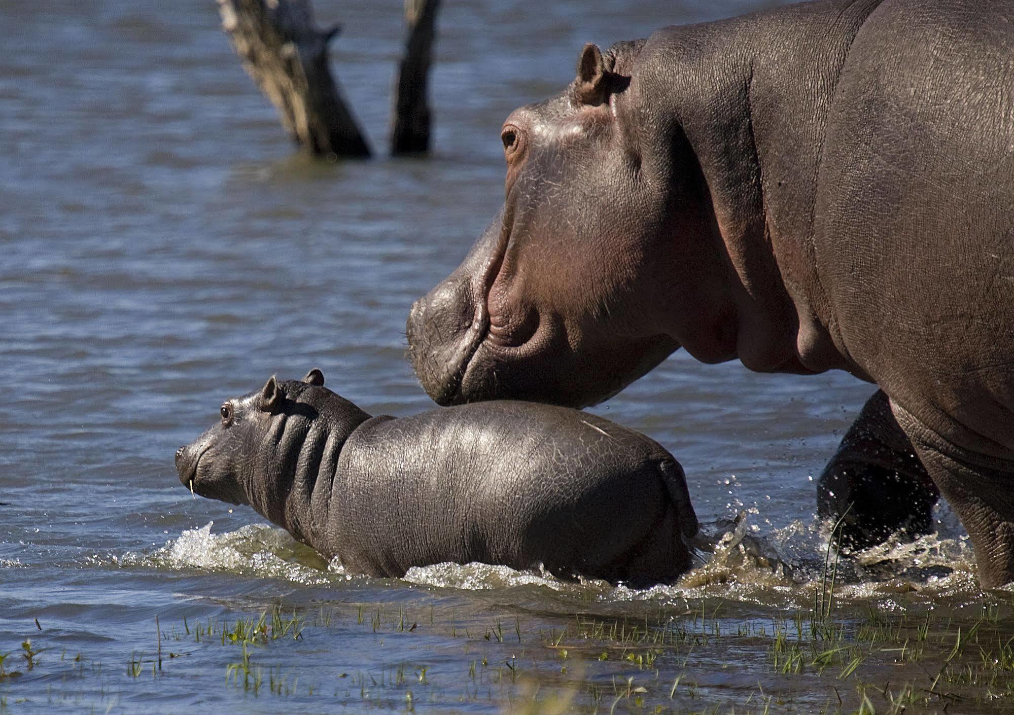 Mjejane River Lodge Marloth Park Luaran gambar